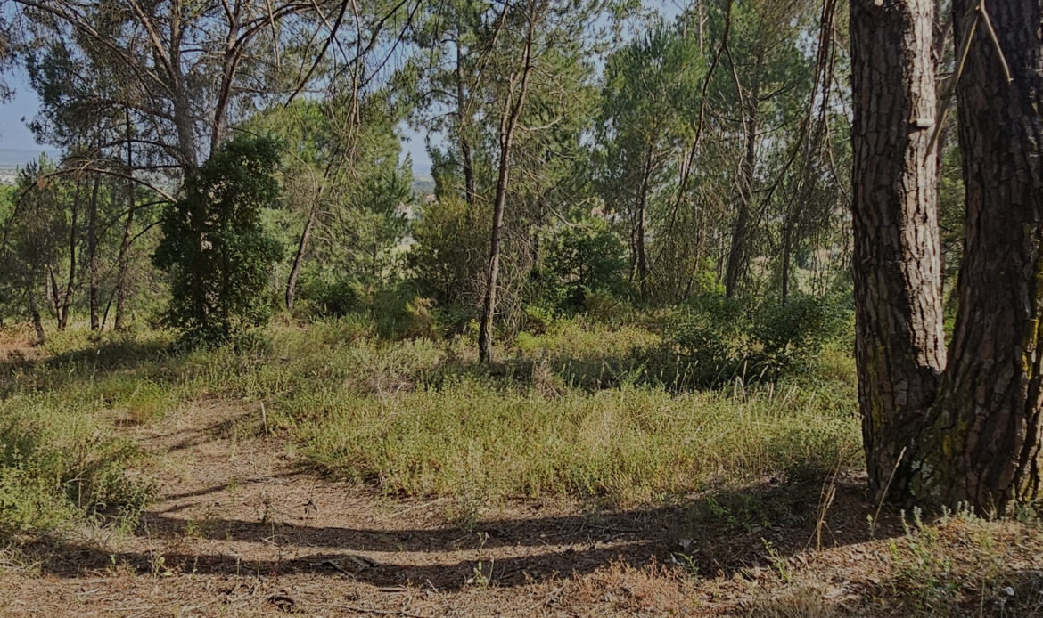 Limpezas e manutenções florestais